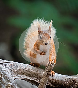 Bushy Tailed Red Squirrel with paw on Stick