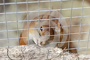 Red squirrel, locked in a cage, gnaws lattice with his teeth. Keeping animals in captivity concept.