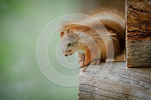 A red squirrel on a log pile