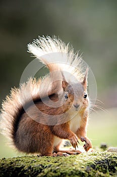 Red Squirrel looking ahead with tufted ears