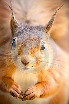 Red Squirrel looking ahead with tufted ears