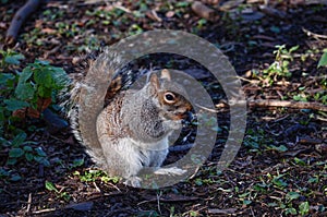 red squirrel mammal animal