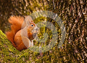 Red squirrel munching on a hazel nut