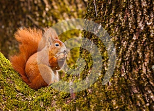 Red squirrel munching on a hazel nut photo
