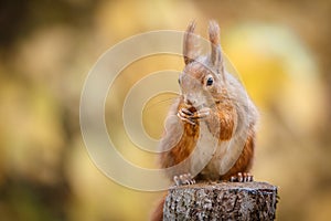 Red squirrel