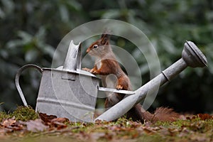 Red squirrel in nature