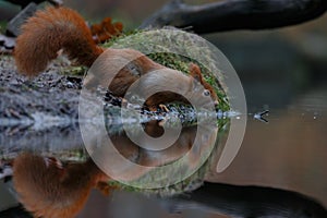 Red squirrel in nature