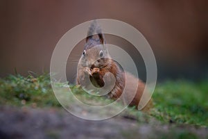 Red squirrel in nature