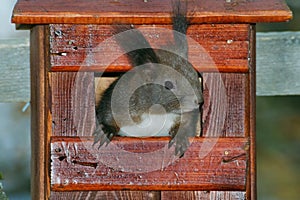 Red squirrel at nest box