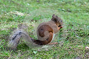 Red squirrel nibbles nuts in a forest clearing on the grass