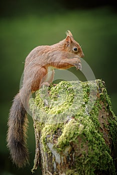 Red squirrel in North Yorkshire