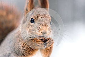 Red squirrel with nut on blurry forest background