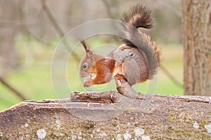 Red squirrel with a nut in paws and eating on a trunk of a tree