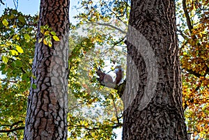 Red squirrel with a nut sits on a branch in the autumn forest