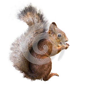 Red squirrel with a nut on a white background isolate