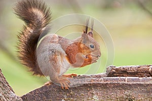 Red squirrel opening a nut with her teeth