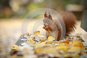 Red squirrel on a park bench