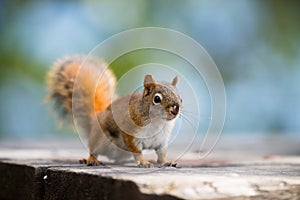 Red Squirrel on a park bench