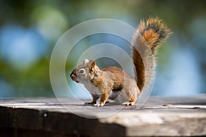 Red Squirrel on a park bench