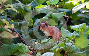 Red Squirrel in the park