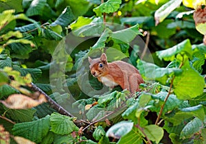 Red Squirrel in the park