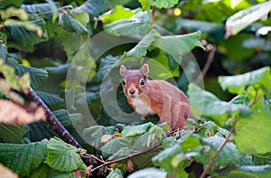 Red Squirrel in the park
