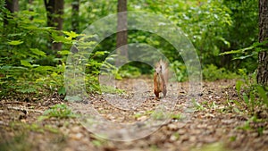 Red squirrel in the park
