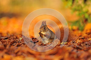 Red squirrel with peanut on the orange leafs
