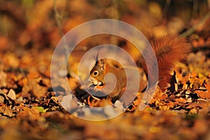 Red squirrel with peanut on the orange leafs