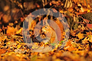 Red squirrel with peanut on the orange leafs