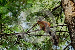 Red squirrel on pine branches
