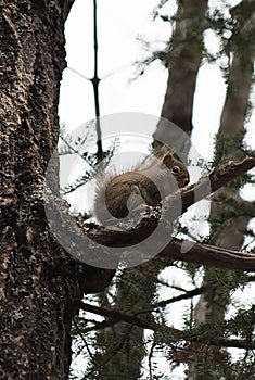 Red squirrel, pine squirrel, Tamiasciurus hudsonicus