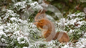 Red squirrel in pine tree