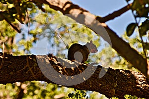 Red Squirrel feeding in City Park, Canyon, Texas. photo