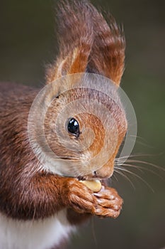 Red squirrel portrait