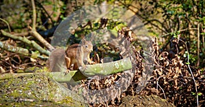 A Red Squirrel poses in bright sunlight on a cut branch at Morton Lochs Nature Reserve.