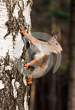 Red squirrel posing on the birch