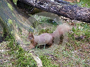 Red Squirrel posing on the ground photo