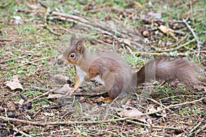 Red Squirrel posing on the ground photo