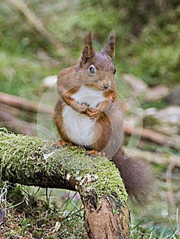 Red Squirrel posing - sitting on a tree branch photo