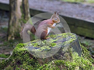 Red Squirrel posing - sitting on a tree stump photo