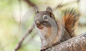 Red squirrel, quick little woodland creature pauses only for a second, running around on branches and in trees.