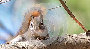 Red squirrel, quick little woodland creature pauses only for a second, running around on branches and in trees.