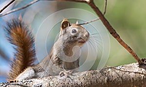 Red squirrel, quick little woodland creature pauses only for a second, running around on branches and in trees.