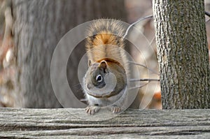 Red Squirrel on a rail fence