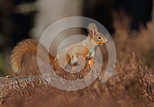 Red Squirrel photo