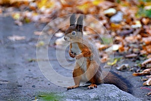 Red squirrel on the rock