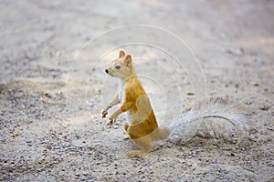 Red squirrel on grey sand