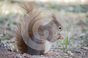 Red squirrel (rodent red squirrel)