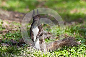 Red squirrel runs on the green young grass